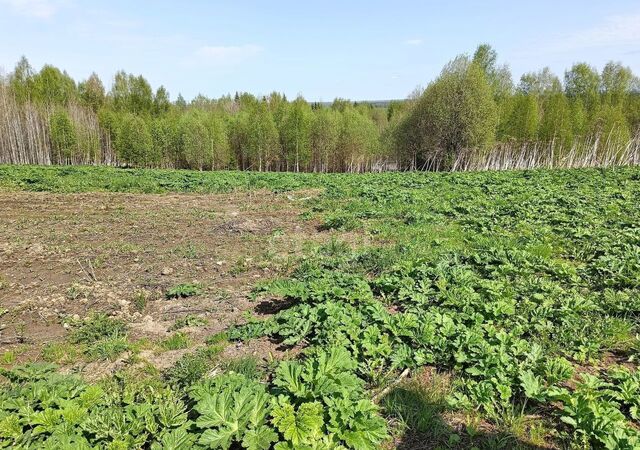 земля с Лэзым муниципальное образование Лэзым, Выльгорт фото