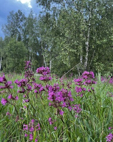 городской округ Раменский п Дружба 9760 км, коттеджный пос. Ёлкино, Сосновая ул, Егорьевское шоссе фото