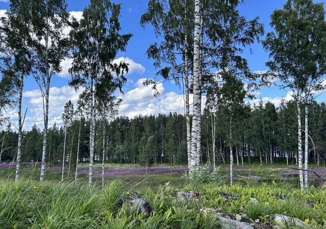 Трасса Сортавала, 79 км, Громовское сельское поселение, ДНП Надежда фото