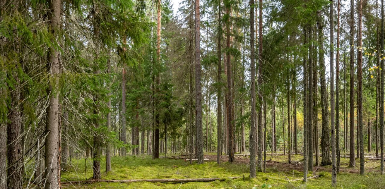 земля р-н Выборгский п Первомайское территория Ильичевская пос фото 11