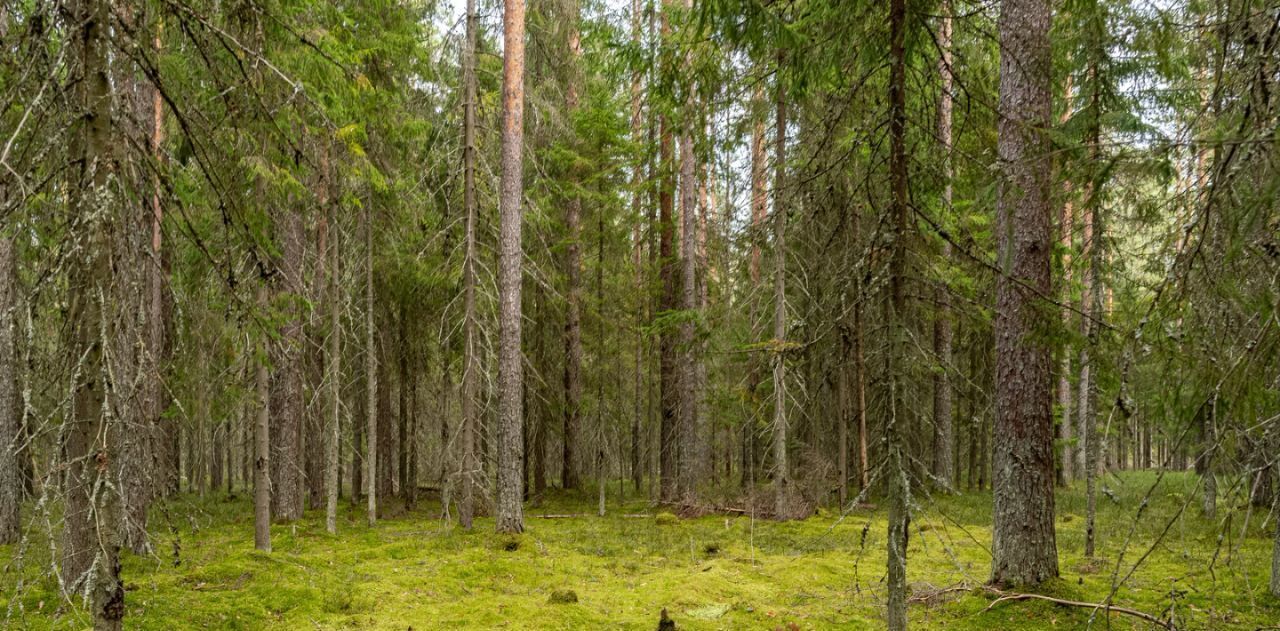 земля р-н Выборгский п Первомайское территория Ильичевская пос фото 15