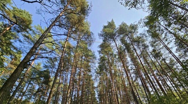 ул Ромашковая фото