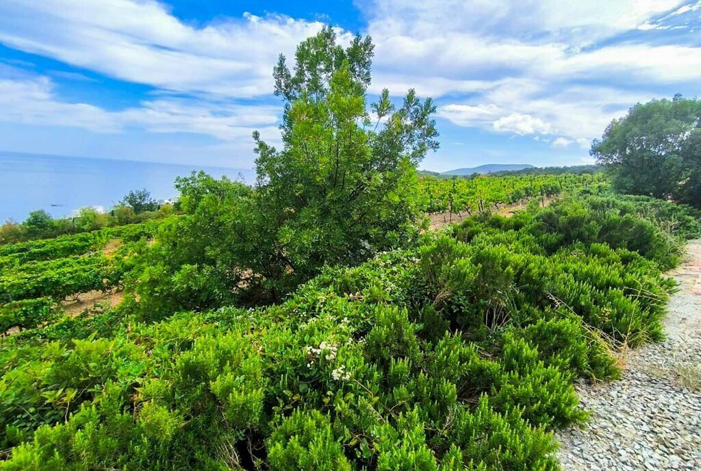 земля г Алушта с Малый Маяк ул Виноградная фото 1