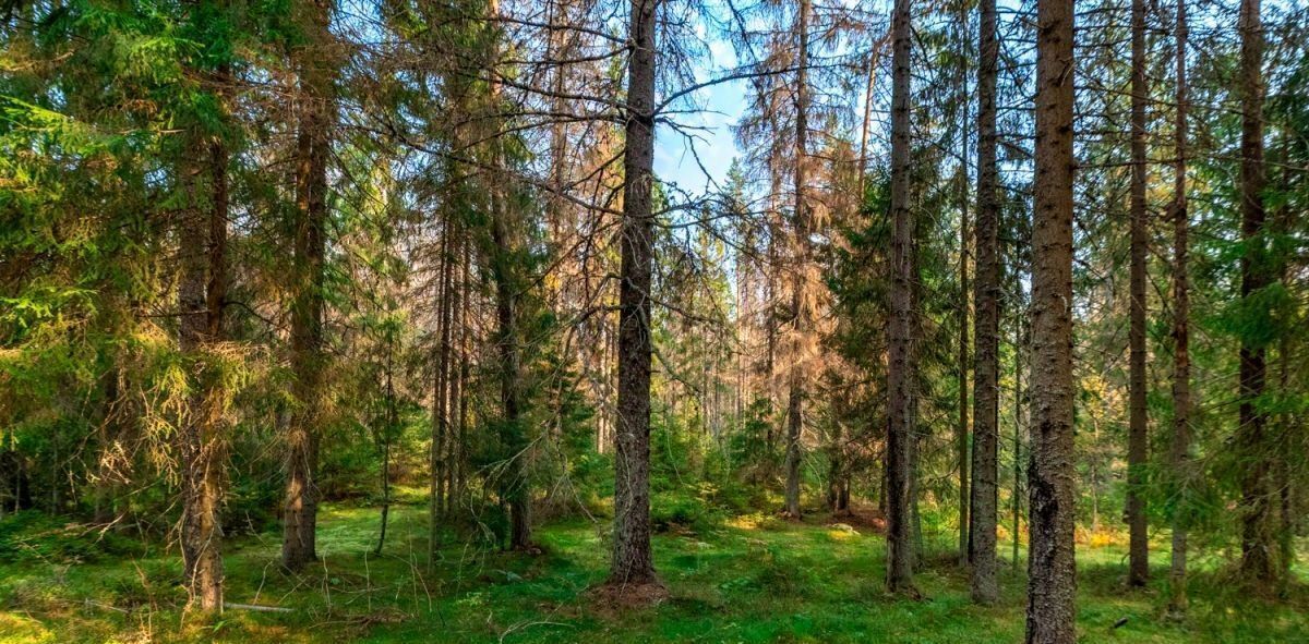 дом р-н Выборгский п Первомайское пос, Огоньково кп, 72 фото 43