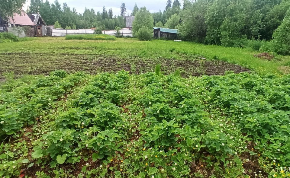 земля городской округ Сыктывкар, территория Эжвинский, СНТ Алёнушка фото 7