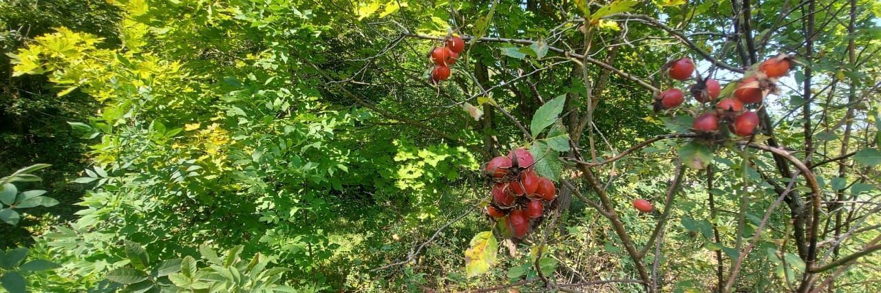 дом р-н Спасский с Засечье ул Центральная Кирицкое с/пос фото 19