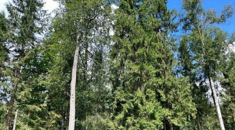 земля городской округ Рузский Эмеральд Вилладж кп, ул. Львиное Сердце фото 2