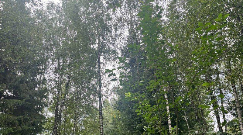 земля городской округ Рузский Эмеральд Вилладж кп, ул. Львиное Сердце фото 4