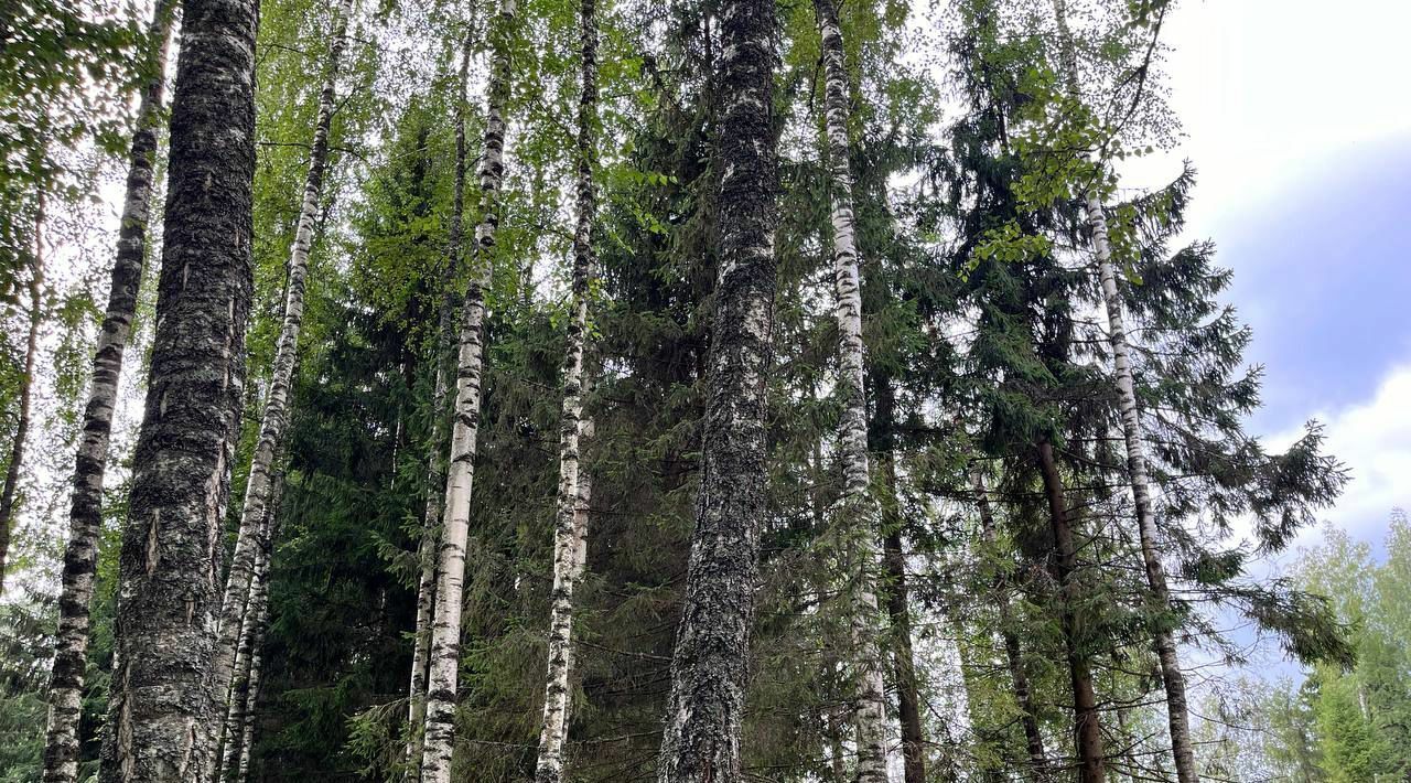 земля городской округ Рузский Эмеральд Вилладж кп, ул. Львиное Сердце фото 5