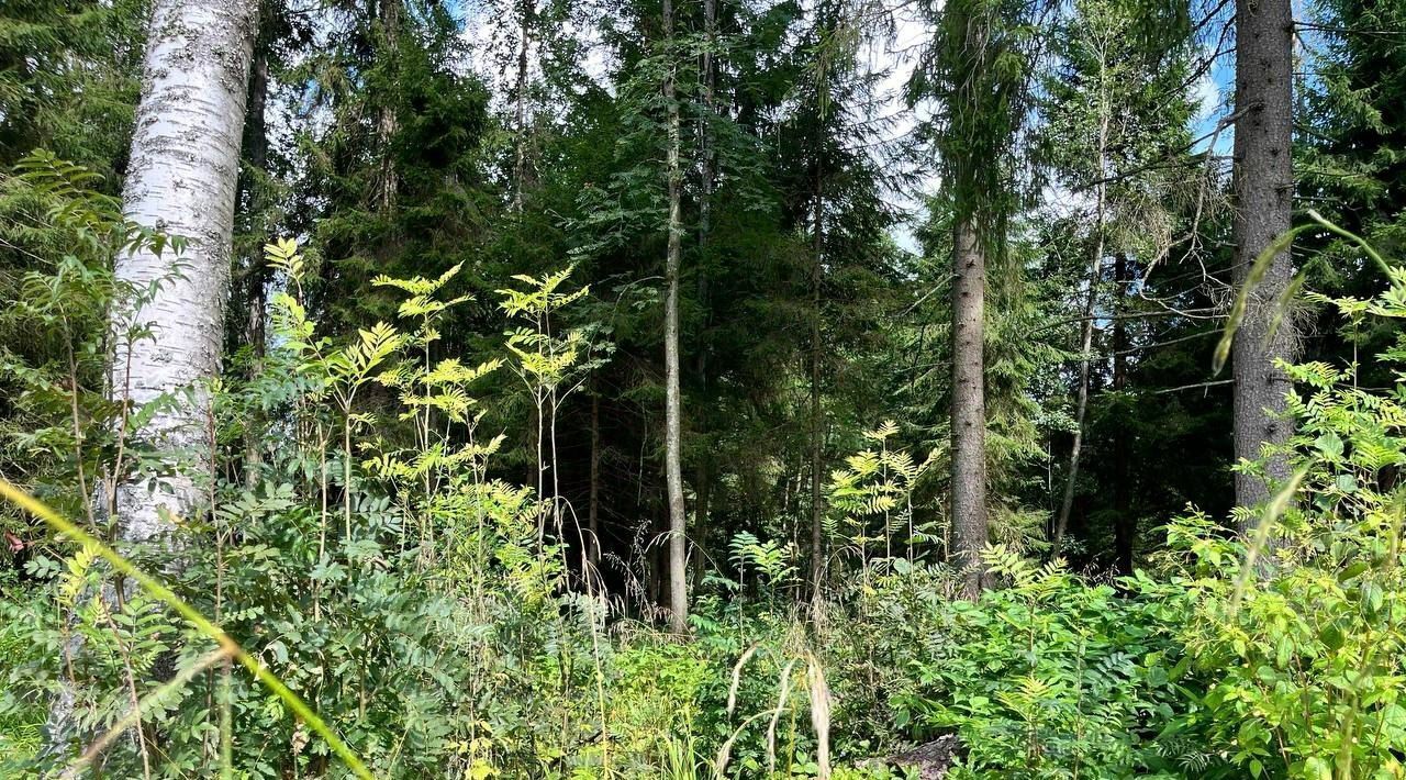 земля городской округ Рузский Эмеральд Вилладж кп, ул. Львиное Сердце фото 5