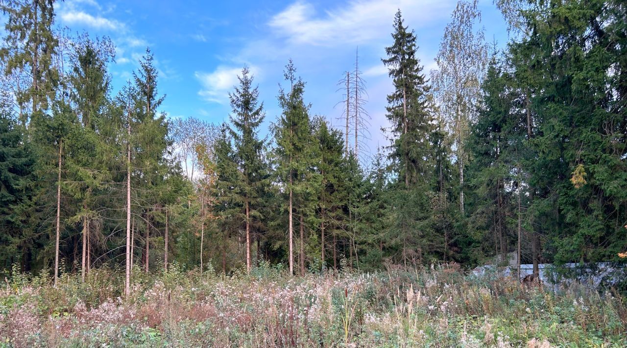 земля г Химки Дачной застройки Кранкино кв-л, Зеленоград — Крюково, ул. Светлая, 16 фото 2