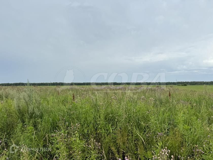 земля р-н Тюменский деревня Елань фото 4