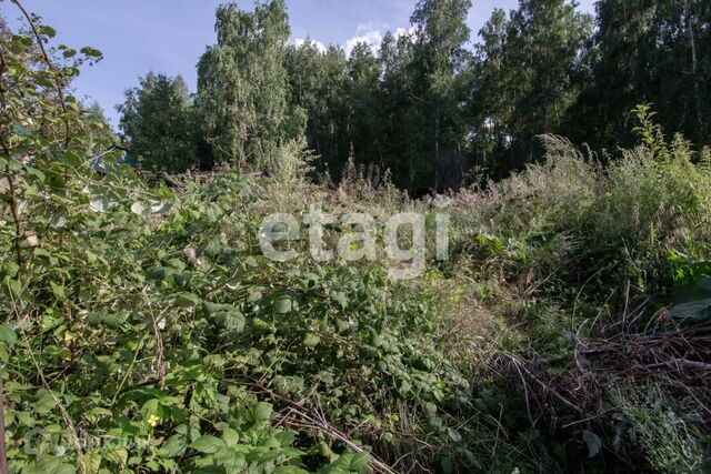 земля п Солонцы снт Автодорожник улица Асфальтовая фото