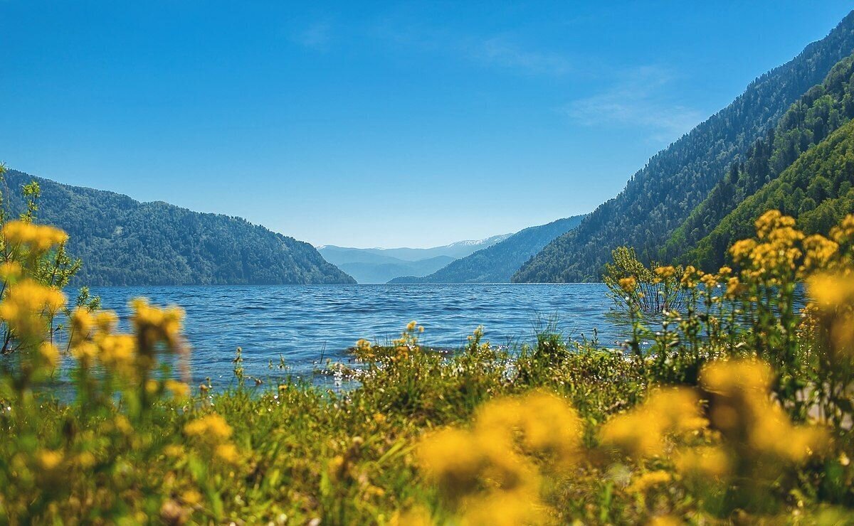 земля р-н Турочакский с Артыбаш Турочак фото 10