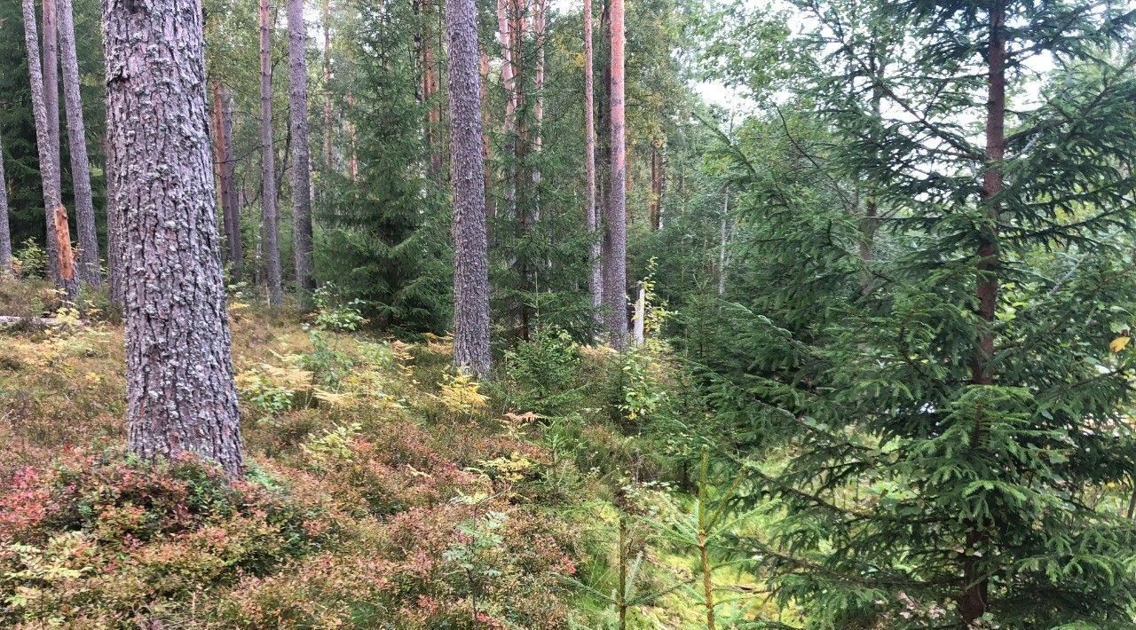 земля р-н Приозерский п Мичуринское пер Озерный фото 1