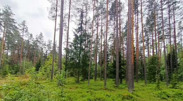 земля п Ленинское территория Тулокас пос, Первомайское с фото