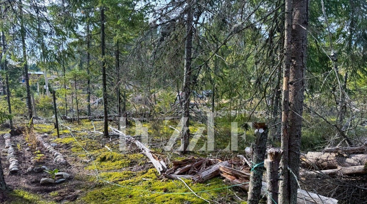 земля р-н Выборгский Гончаровское с/пос, проезд Камышовый, 4 фото 10