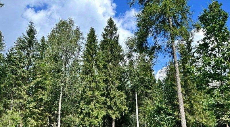 земля городской округ Рузский Эмеральд Вилладж кп, ул. Львиное Сердце фото 3