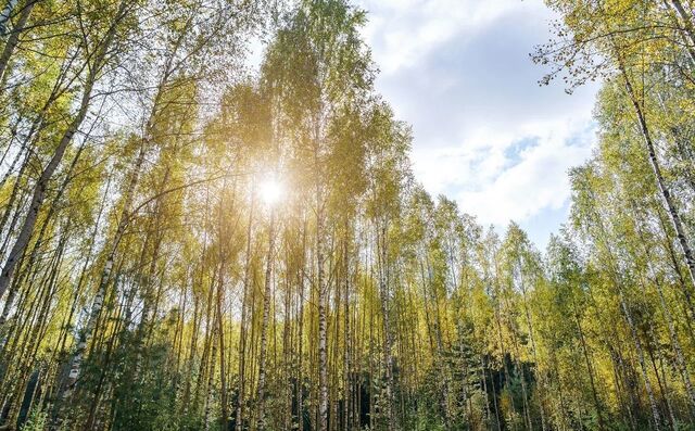 земля городской округ Ступино п Малино 9787 км, г. о. Ступино, Новокаширское шоссе фото