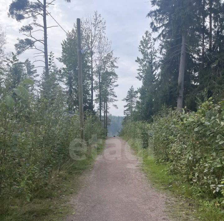 земля р-н Выборгский Приморское городское поселение, Сосновый пляж кп фото 11