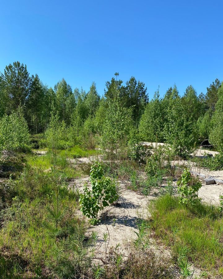 земля р-н Приморский п Катунино кладбище Миронова гора, Северодвинск фото 2