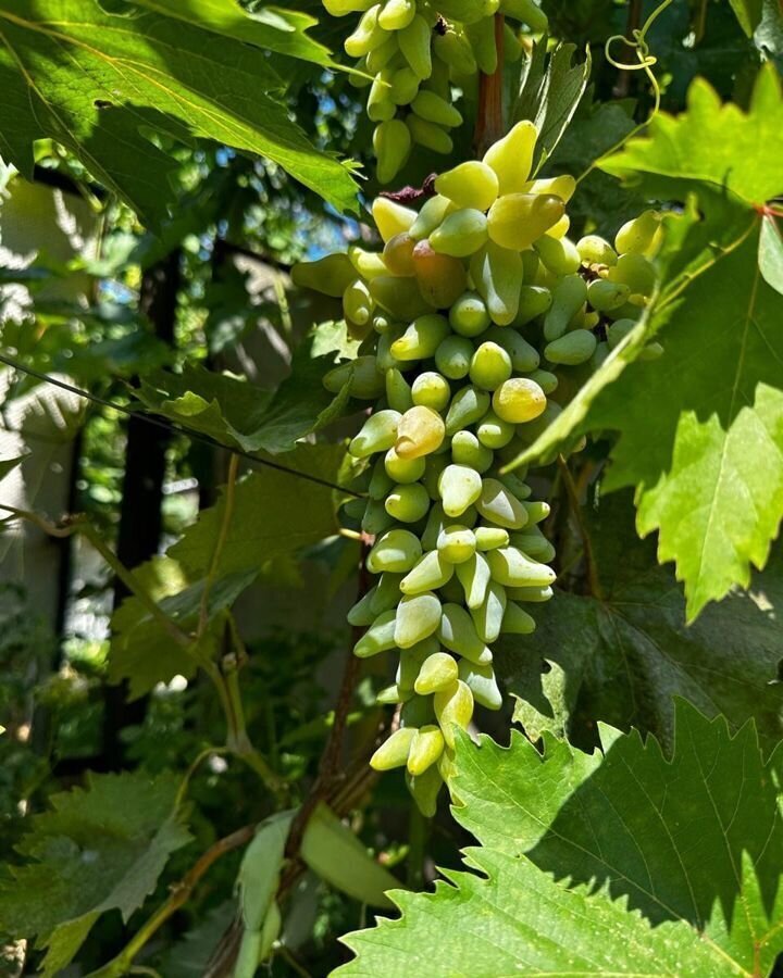 дом р-н Азовский с Кулешовка ул Молодежная Кулешовское сельское поселение фото 16