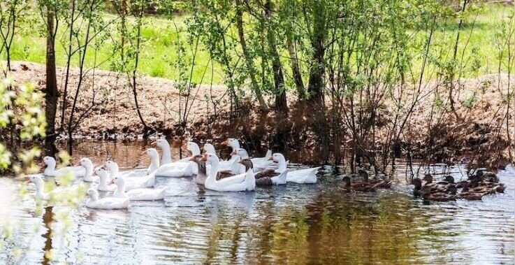 земля р-н Переславский д Лисавы Переславль-Залесский фото 31