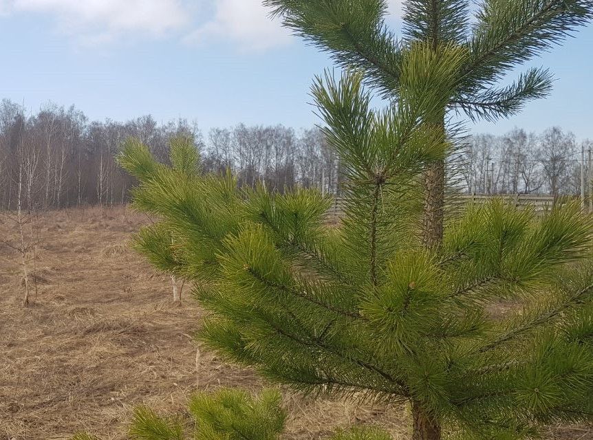 земля городской округ Истра деревня Сафонтьево фото 4