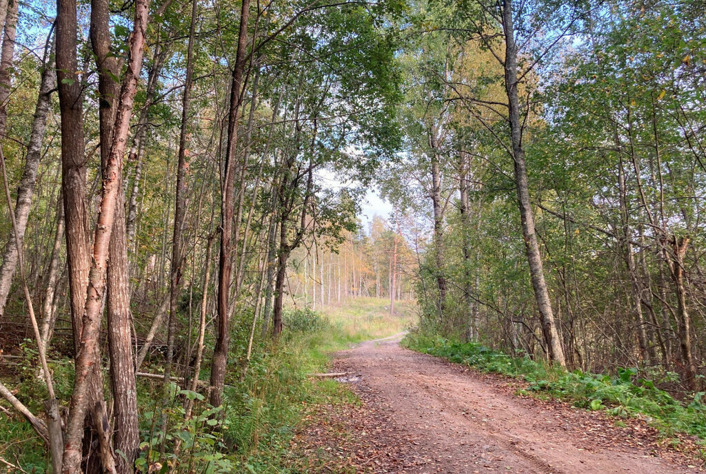 земля р-н Выборгский п Свободное Каменногорское городское поселение фото 7