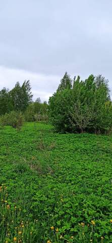 земля Великолукский район, Вскувица-2 территория снт фото