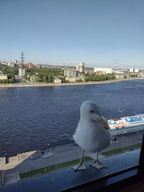 квартира г Санкт-Петербург метро Пролетарская пр-кт Обуховской Обороны 195 Ленинградская область фото 2