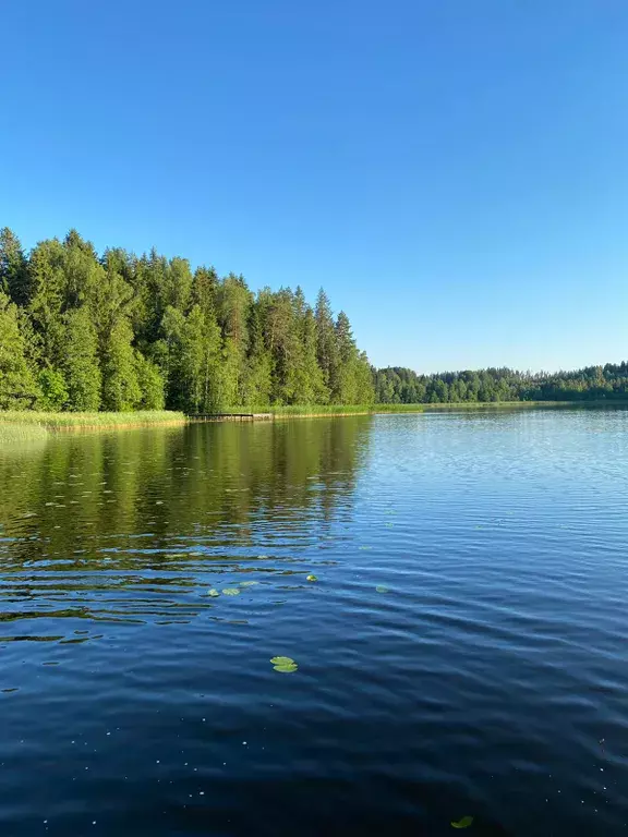 комната р-н Выборгский п Глубокое пер Травяной 1 фото 19