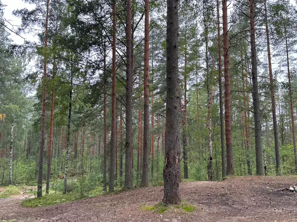 дом г Санкт-Петербург метро Девяткино Ойнелово массив, 246, Ленинградская область фото 18