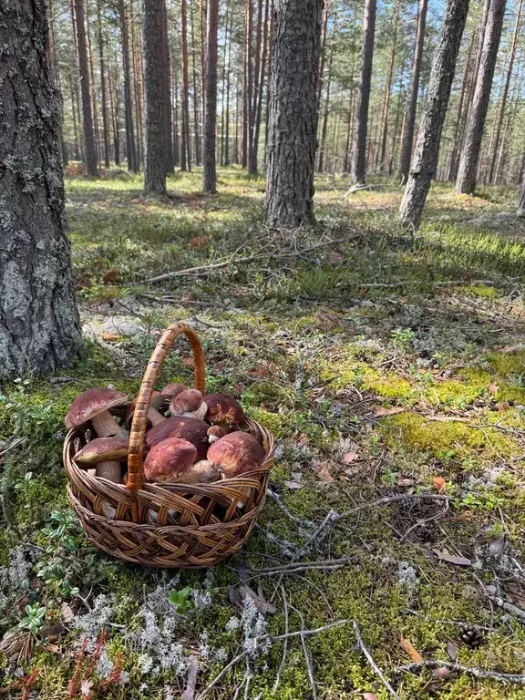 дом р-н Приозерский п Кутузовское ул Ладожская 1 фото 27