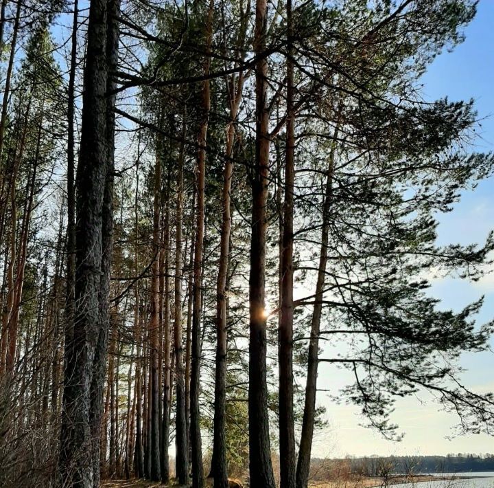 земля городской округ Можайский Золотые Пески кп фото 1