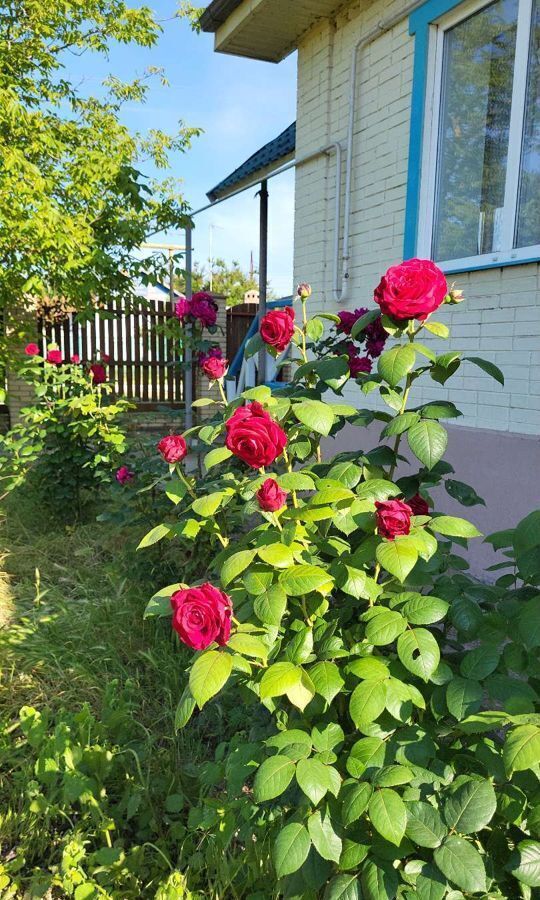 дом р-н Славянский х Слободка ул Ленина 30/1 Ачуевское сельское поселение, Черноерковская фото 21