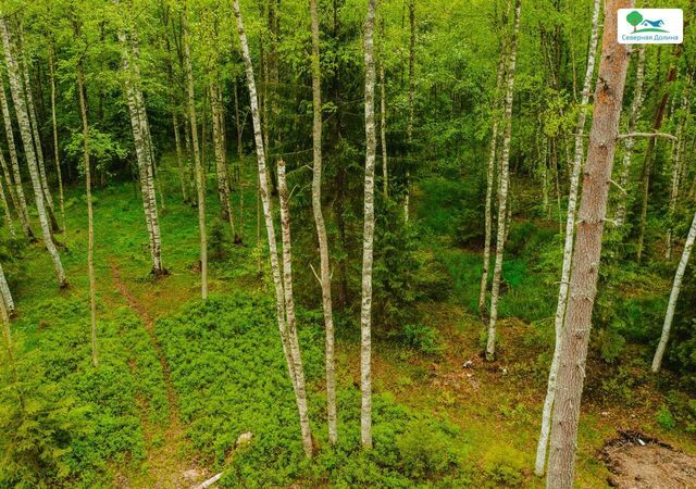 22 км, Всеволожский р-н, Токсовское городское поселение, коттеджный пос. Экофорест, Лесколово, Ленинградское шоссе фото