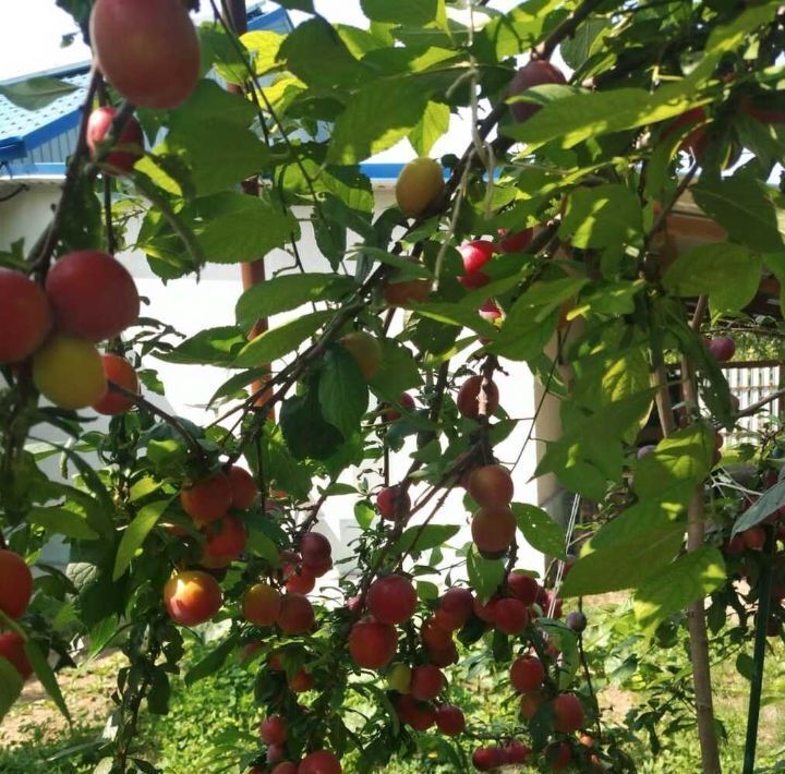 дом р-н Анапский г Анапа ул Центральная Куток хут. фото 22