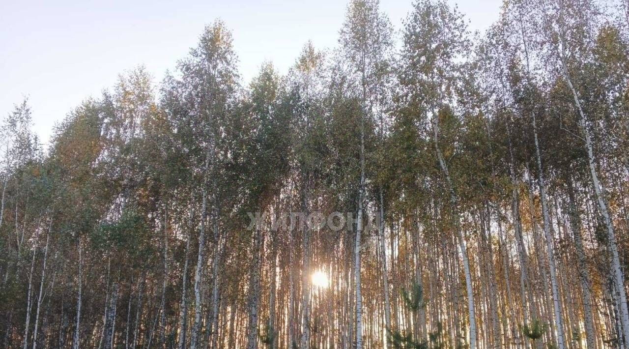 земля р-н Новосибирский Новолуговской сельсовет, Град СНТ фото 12