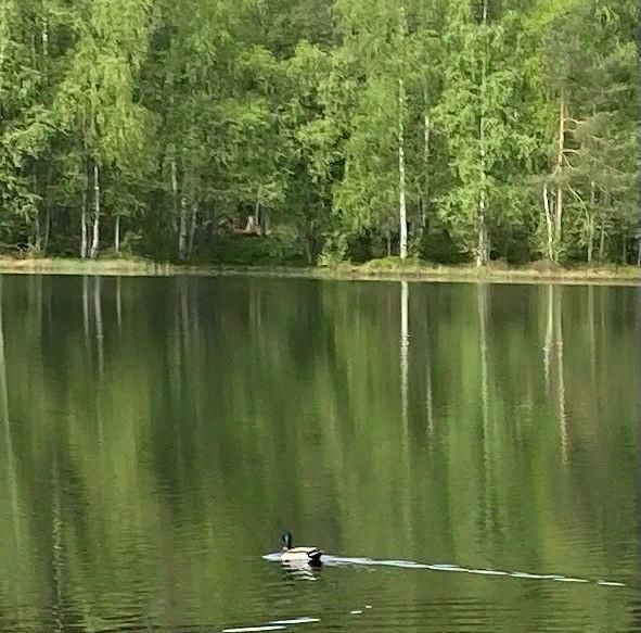 дом р-н Приозерский снт Корабел с пос, Громовское фото 2