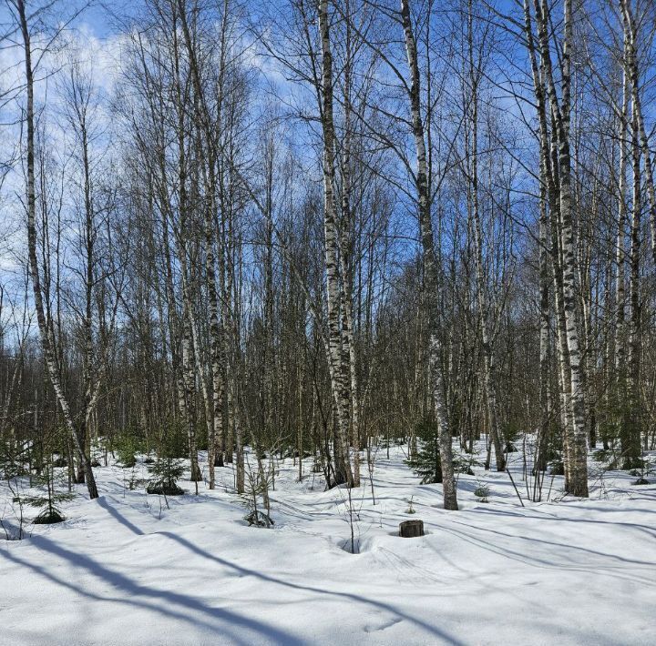 земля городской округ Раменский Гжельский лес кп фото 1