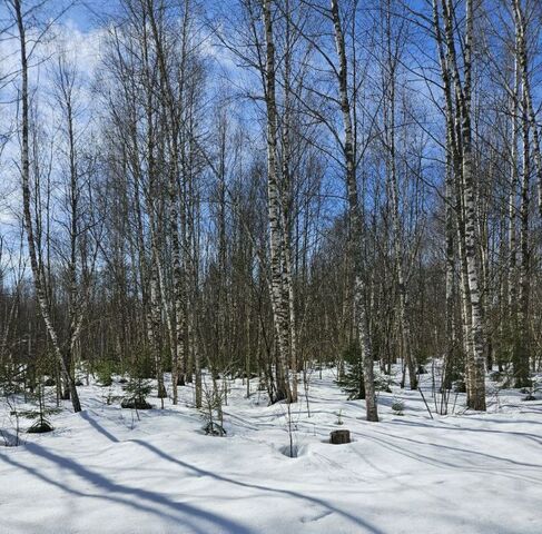 Гжельский лес кп фото