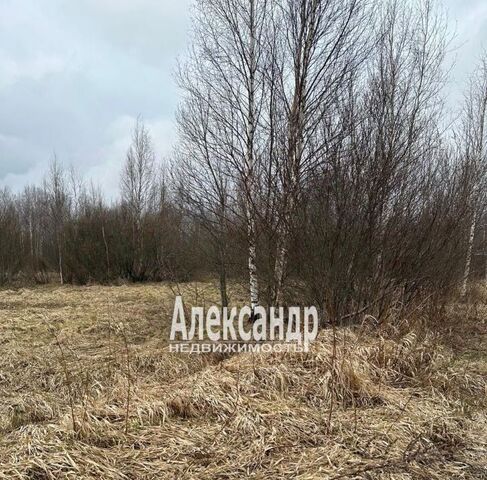 земля массив Дунай снт Светлана-1 Сертоловское городское поселение, аллея 4-я фото