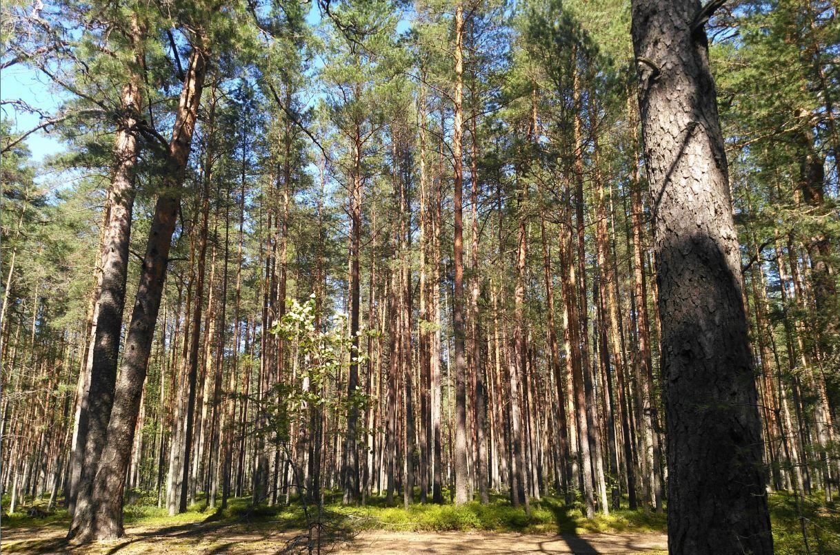 дом р-н Ломоносовский п Лебяжье ул Ломакина 14 Лебяженское городское поселение, городской пос. Лебяжье фото 21