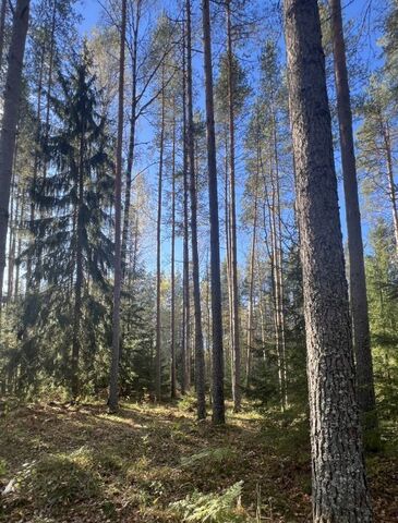 земля ул Хвойная Рощинское городское поселение фото