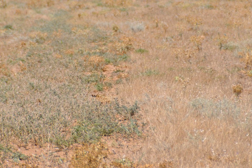 земля р-н Сакский село Великое фото 9