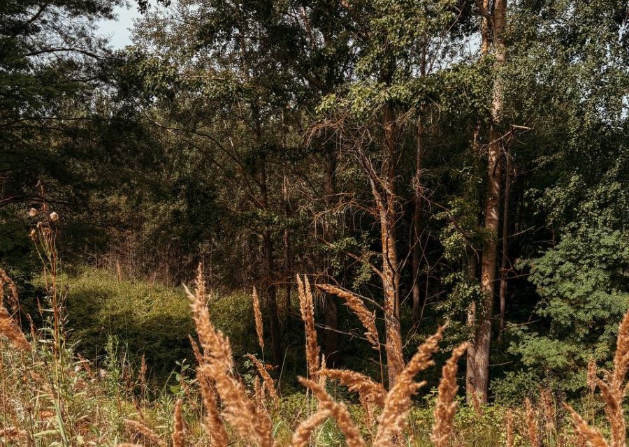 земля р-н Меленковский село Дмитриевы Горы фото 10