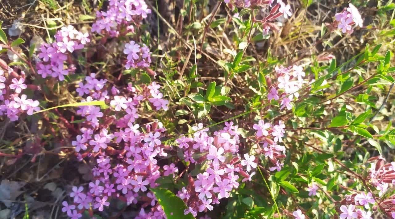 земля р-н Родионово-Несветайский х Каменный Брод пр-д Тютчева Кутейниковское с/пос фото 20