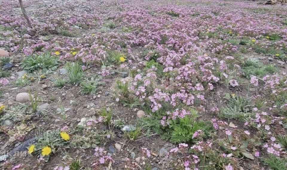 земля г Кызыл городской округ Кызыл, ДНП Догээ-1 фото 1