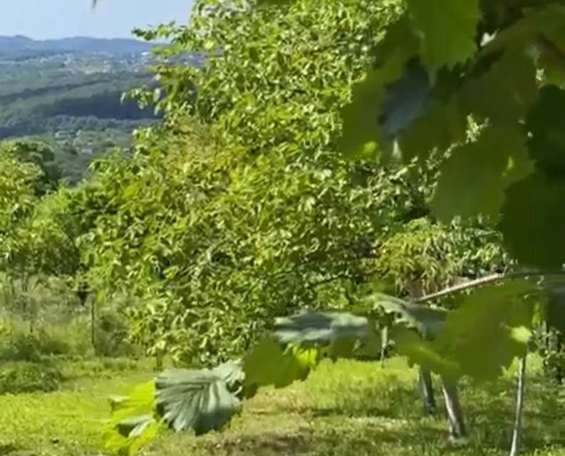 земля г Сочи с Галицыно ул Раевская городской округ Сочи фото 3